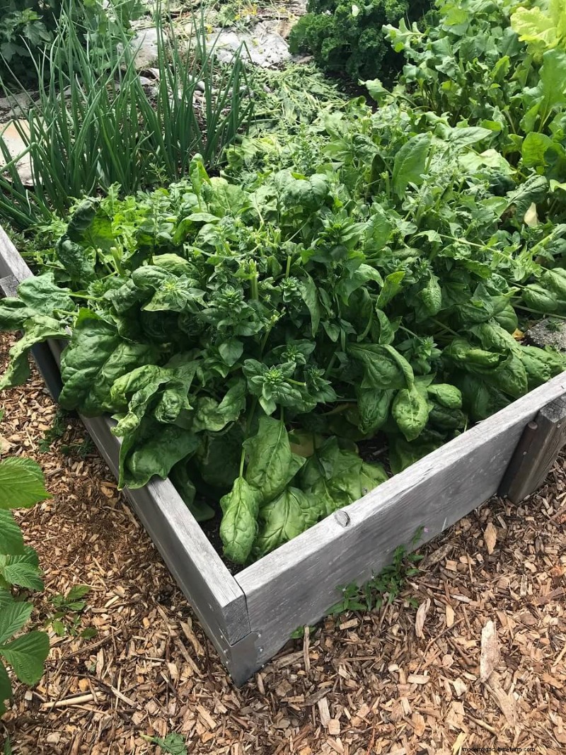 Het kiezen van de juiste maat voor uw moestuin:een uitgebreide gids 