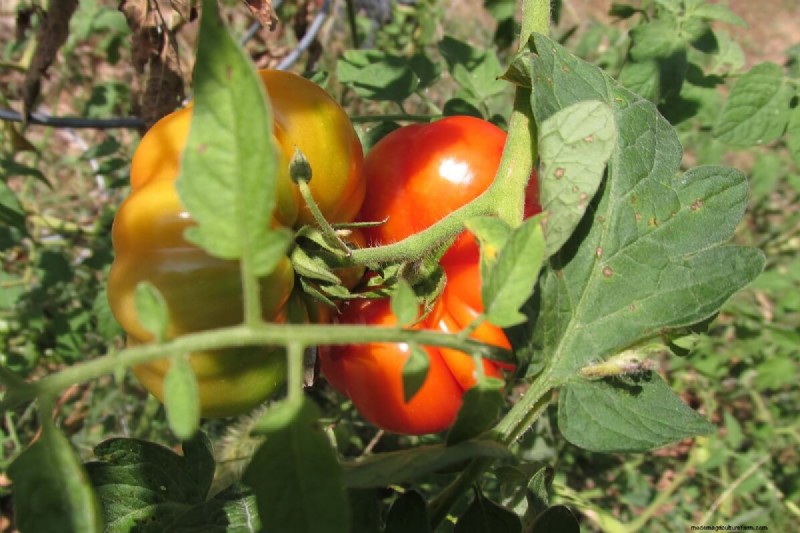 Het kiezen van de juiste maat voor uw moestuin:een uitgebreide gids 