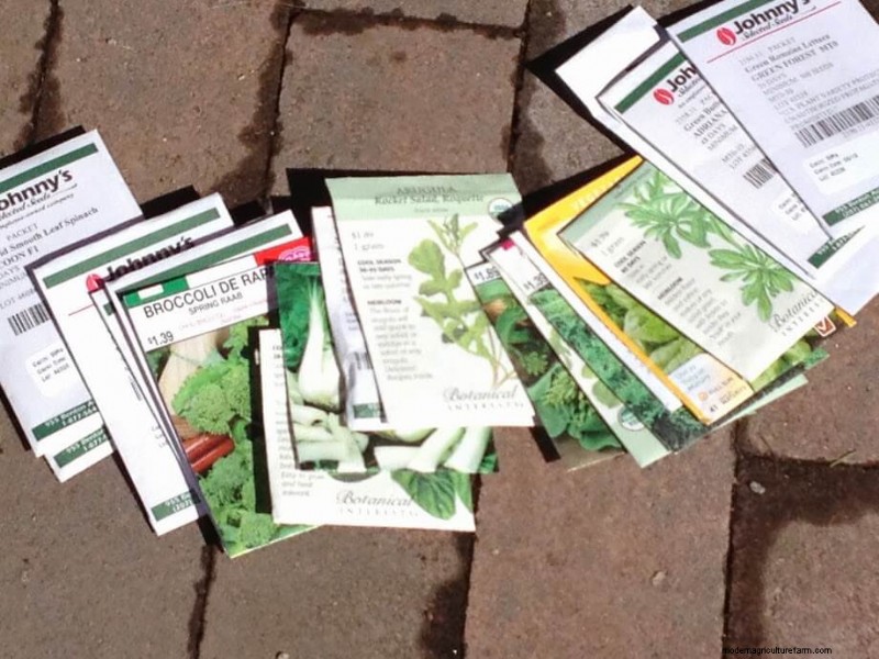 Purjolöksodlingsguide:plantering, skötsel och skörd för läckra resultat 