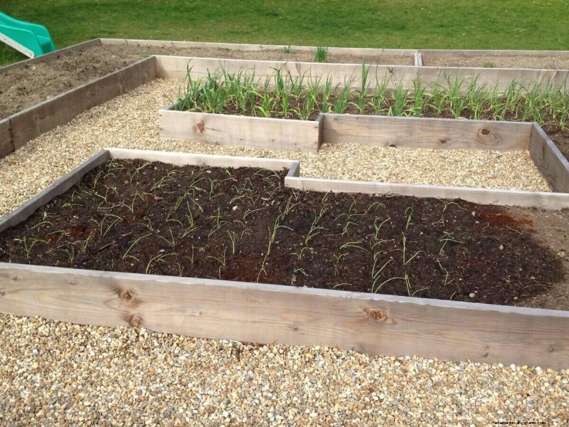 Purjolöksodlingsguide:plantering, skötsel och skörd för läckra resultat 