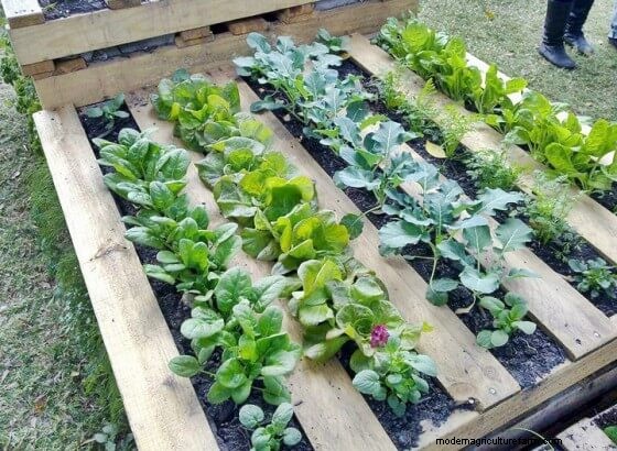 生産的な菜園計画:あらゆるスペースに合わせたデザイン 