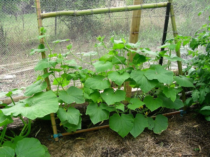 生産的な菜園計画:あらゆるスペースに合わせたデザイン 