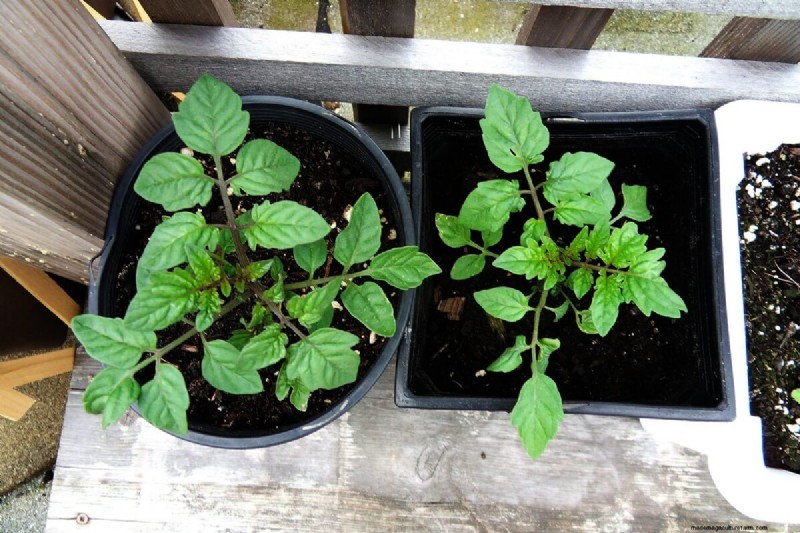 Bester Tomatendünger:Wachsen Sie größere und geschmackvollere Tomaten 