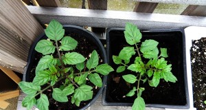 Beste tomatenmeststof:groei grotere, smaakvollere tomaten 