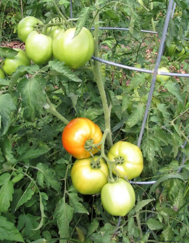 Bester Tomatendünger:Wachsen Sie größere und geschmackvollere Tomaten 