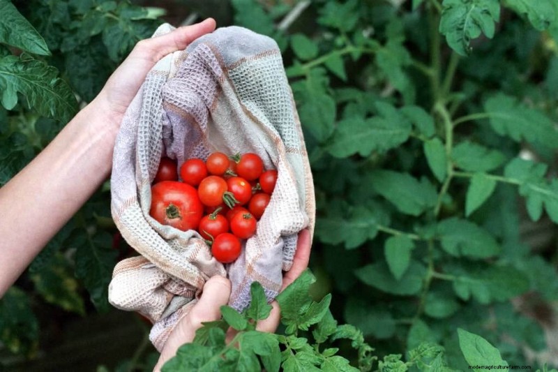 Bester Tomatendünger:Wachsen Sie größere und geschmackvollere Tomaten 