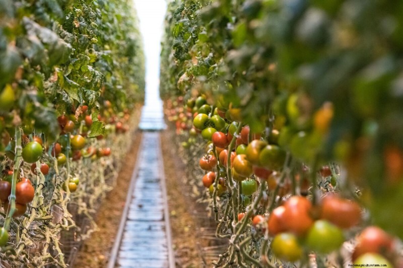 Bester Tomatendünger:Wachsen Sie größere und geschmackvollere Tomaten 