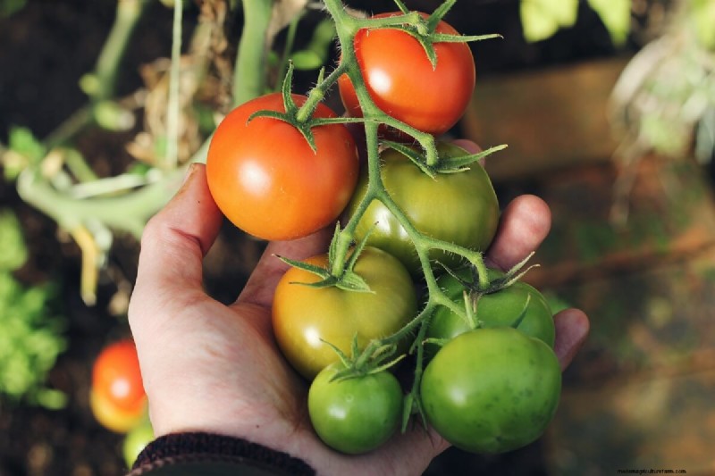 Bester Tomatendünger:Wachsen Sie größere und geschmackvollere Tomaten 