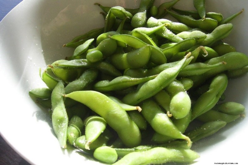 Potenzia il tuo giardino:4 verdure asiatiche essenziali da coltivare 
