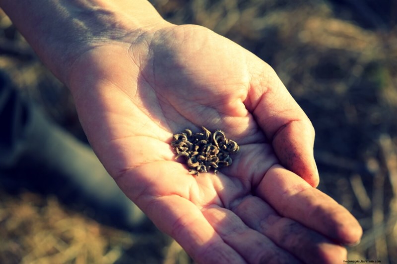 Guida al risparmio dei semi:come scegliere, raccogliere e conservare i semi del giardino 
