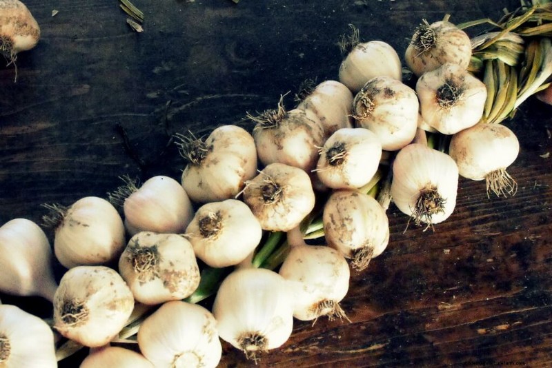 Guida al risparmio dei semi:come scegliere, raccogliere e conservare i semi del giardino 