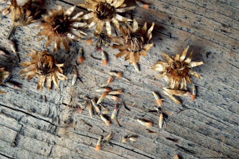 Guida al risparmio dei semi:come scegliere, raccogliere e conservare i semi del giardino 