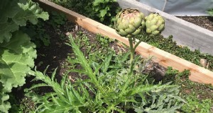 Menumbuhkan Artichoke:Tip Ahli untuk Panen Berlimpah 