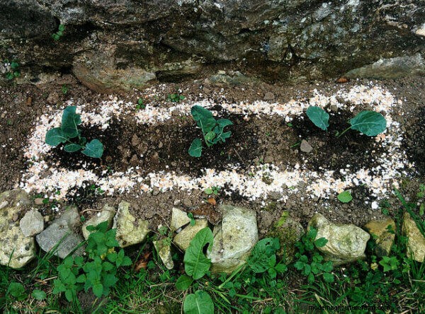 Controllo naturale dei parassiti negli orti:una guida completa 