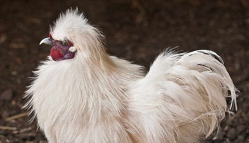 Topbroedse kippenrassen voor het natuurlijk uitbroeden van eieren 