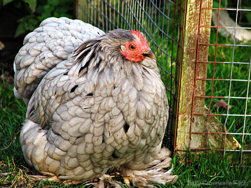 Topbroedse kippenrassen voor het natuurlijk uitbroeden van eieren 
