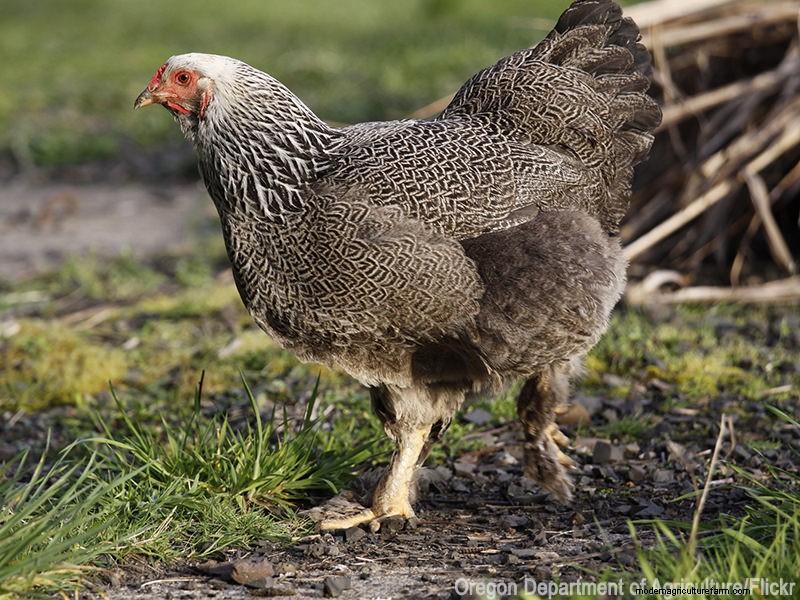 Topbroedse kippenrassen voor het natuurlijk uitbroeden van eieren 