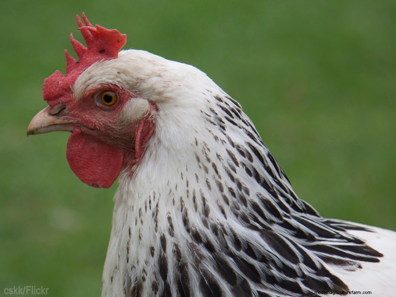 Topbroedse kippenrassen voor het natuurlijk uitbroeden van eieren 