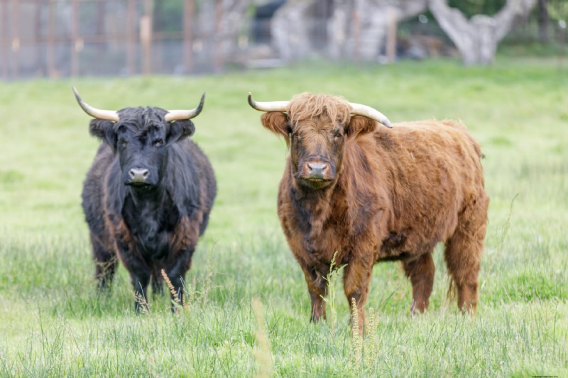 Miniatuurveerassen voor kleine boerderijen:een uitgebreide gids 