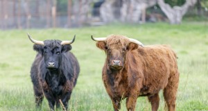 Miniatuurveerassen voor kleine boerderijen:een uitgebreide gids 