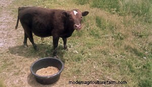 Miniatuurveerassen voor kleine boerderijen:een uitgebreide gids 