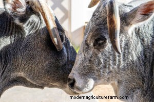 Miniatuurveerassen voor kleine boerderijen:een uitgebreide gids 