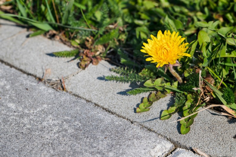 Barrier® Onkruidbestrijding:Bescherm uw eigendommen tegen invasief onkruid 