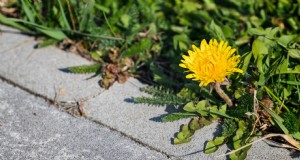 Barrier®-Unkrautbekämpfung:Schützen Sie Ihr Eigentum vor invasiven Unkräutern 