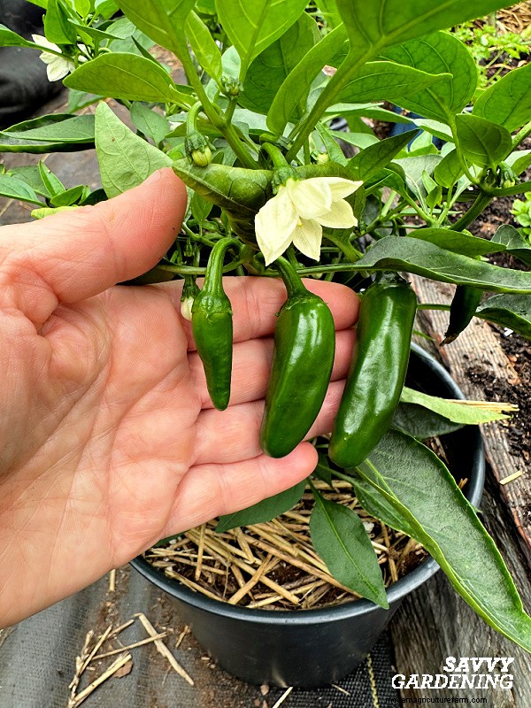 ペッパー植物の問題のトラブルシューティング:収量が低い 7 つの理由と解決策 