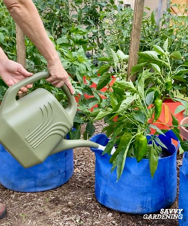 ペッパー植物の問題のトラブルシューティング:収量が低い 7 つの理由と解決策 