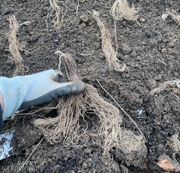 裸根イチゴの植え付け:おいしいベリーのための完全ガイド 
