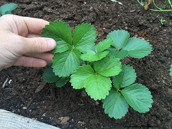 裸根イチゴの植え付け:おいしいベリーのための完全ガイド 