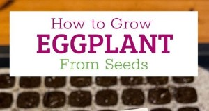 Aubergine uit zaad kweken:een complete gids voor beginners 