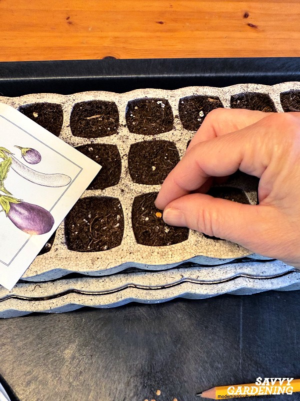 種からナスを育てる方法:初心者のための完全ガイド 