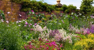 Langdurige vaste planten:17 beste keuzes voor schoonheid het hele jaar door 