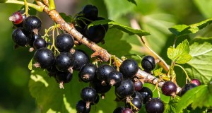 Gids voor het kweken van zwarte bessen:planten, verzorgen en oogsten 