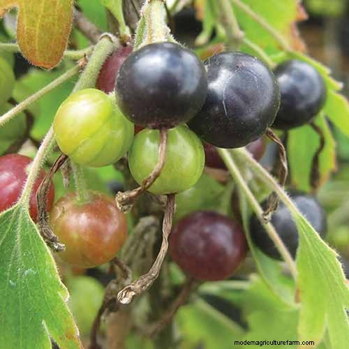 Panduan Menanam Kismis Hitam:Penanaman, Perawatan &Pemanenan 