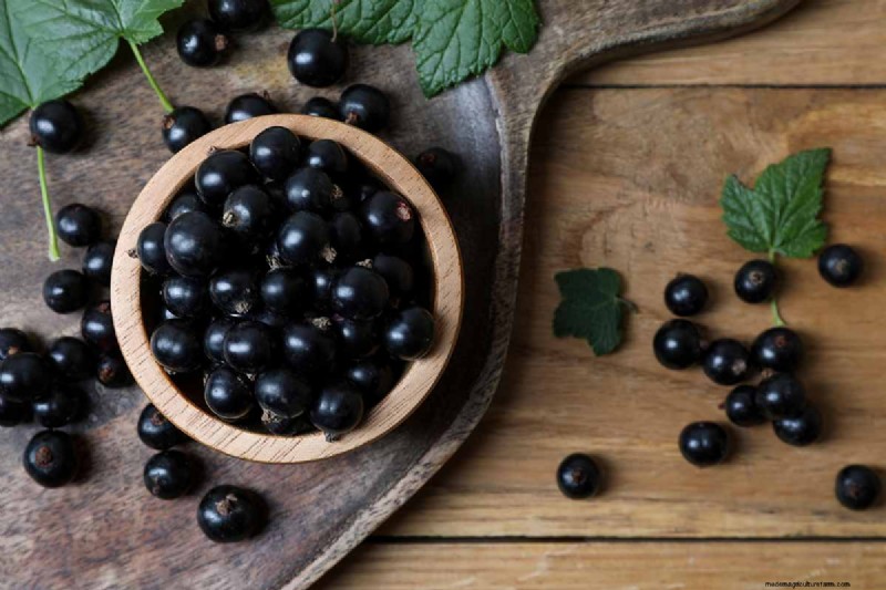 Panduan Menanam Kismis Hitam:Penanaman, Perawatan &Pemanenan 