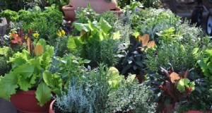 Tuinieren in containers:kweek overal verse groenten 