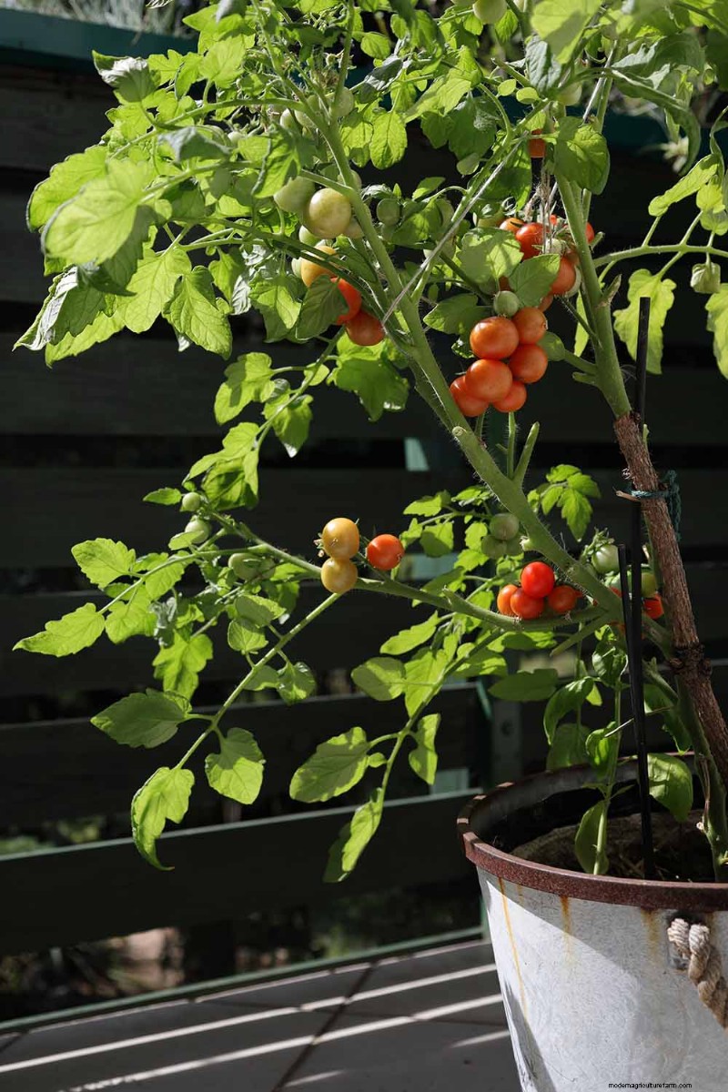 コンテナガーデニング:どこでも新鮮な野菜を栽培 