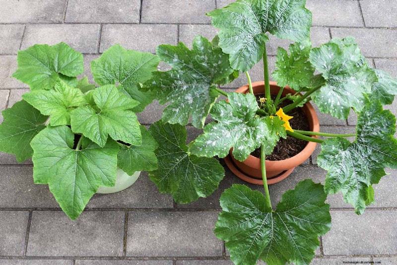 コンテナガーデニング:どこでも新鮮な野菜を栽培 