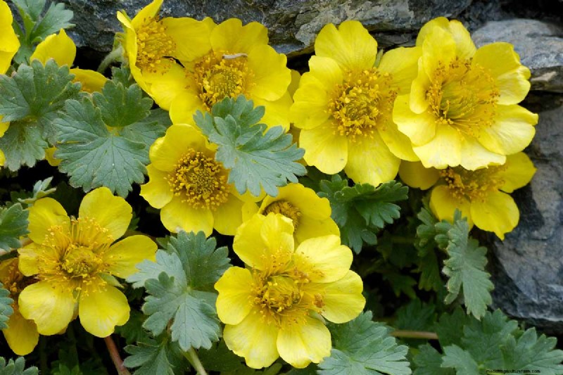 Creeping Avens (Geum reptans):Panduan Pertumbuhan &Perawatan 