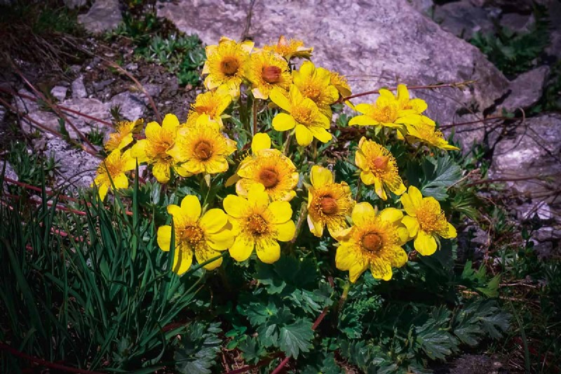 Creeping Avens (Geum reptans):Panduan Pertumbuhan &Perawatan 