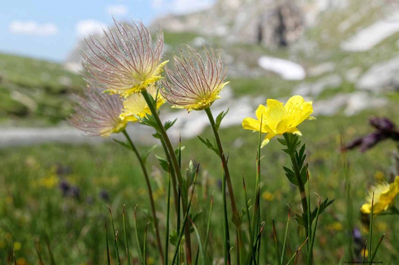 Creeping Avens (Geum reptans):Panduan Pertumbuhan &Perawatan 