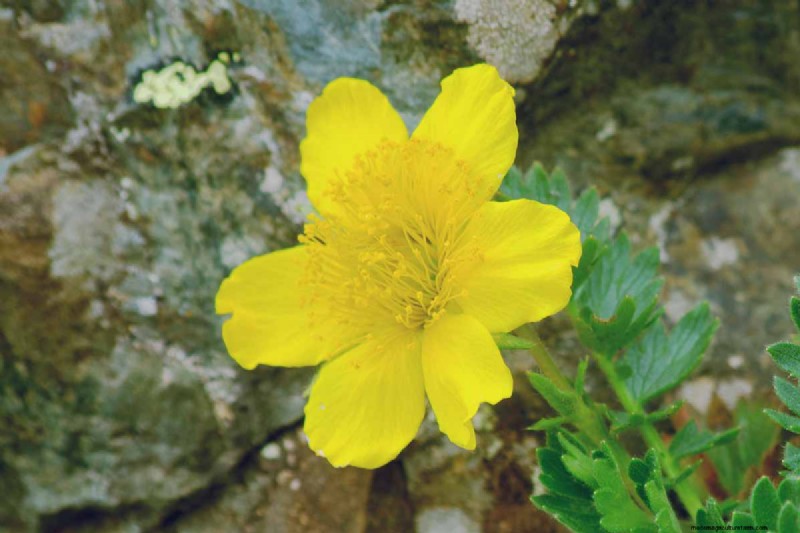 Creeping Avens (Geum reptans):Panduan Pertumbuhan &Perawatan 