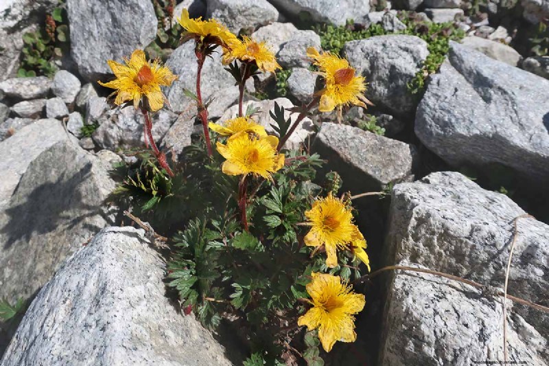 Creeping Avens (Geum reptans):Panduan Pertumbuhan &Perawatan 