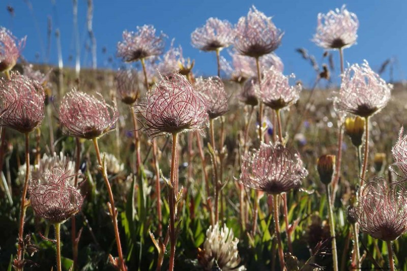 Creeping Avens (Geum reptans):Panduan Pertumbuhan &Perawatan 