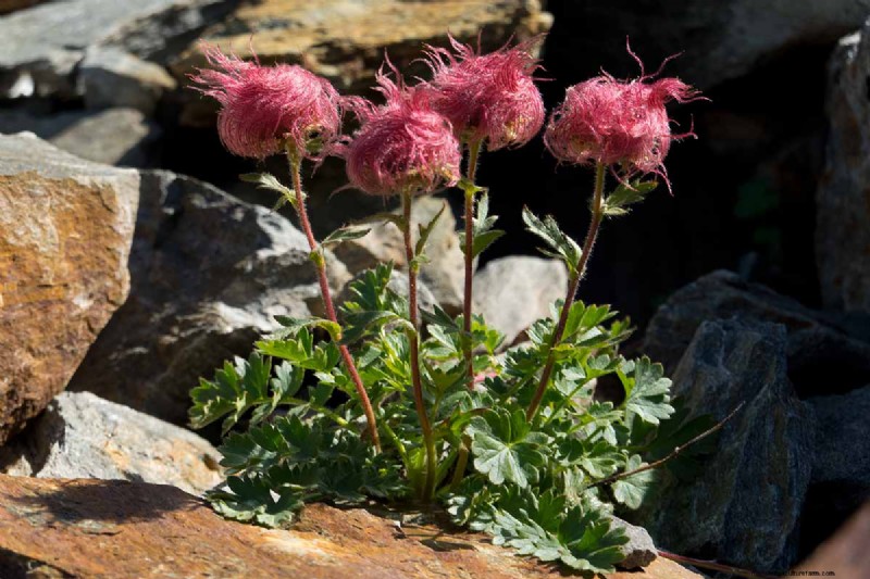 Creeping Avens (Geum reptans):Panduan Pertumbuhan &Perawatan 