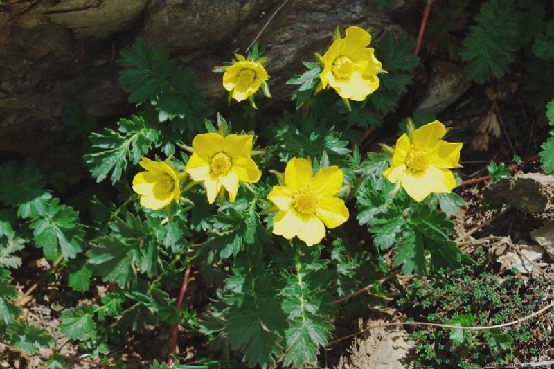 Creeping Avens (Geum reptans):Panduan Pertumbuhan &Perawatan 