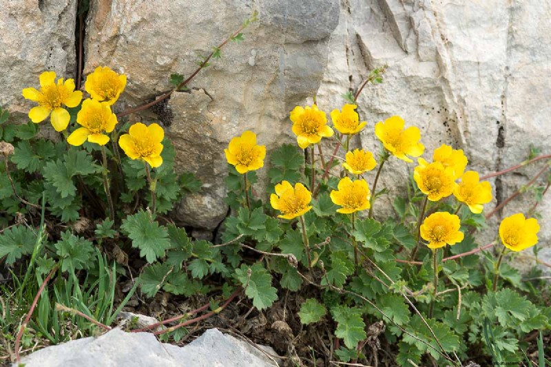 Creeping Avens (Geum reptans):Panduan Pertumbuhan &Perawatan 
